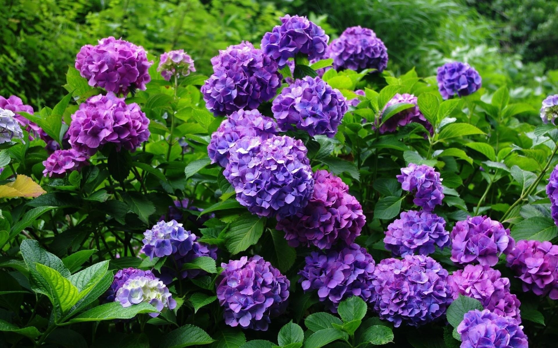 bush hydrangea