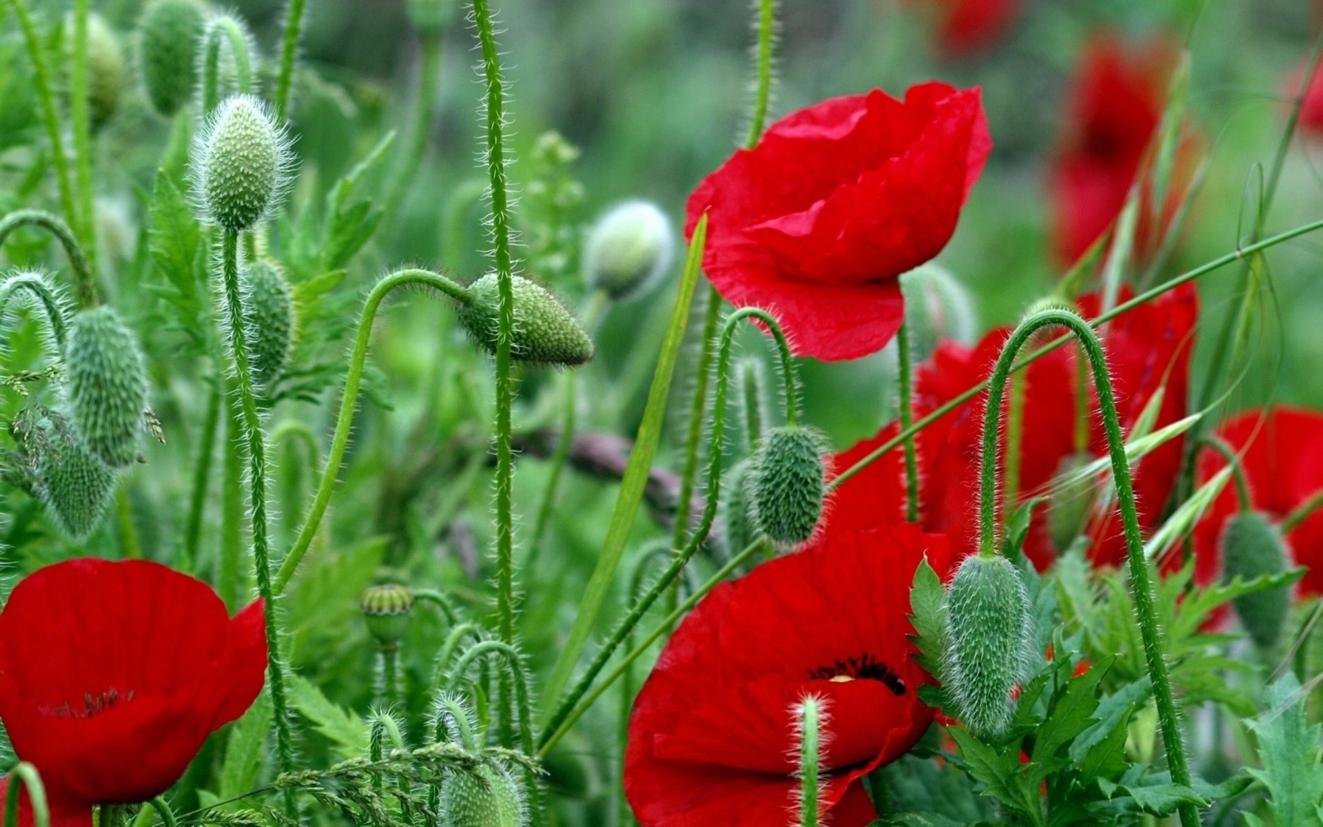 tiges champ rouge fleurs coquelicots lumineux