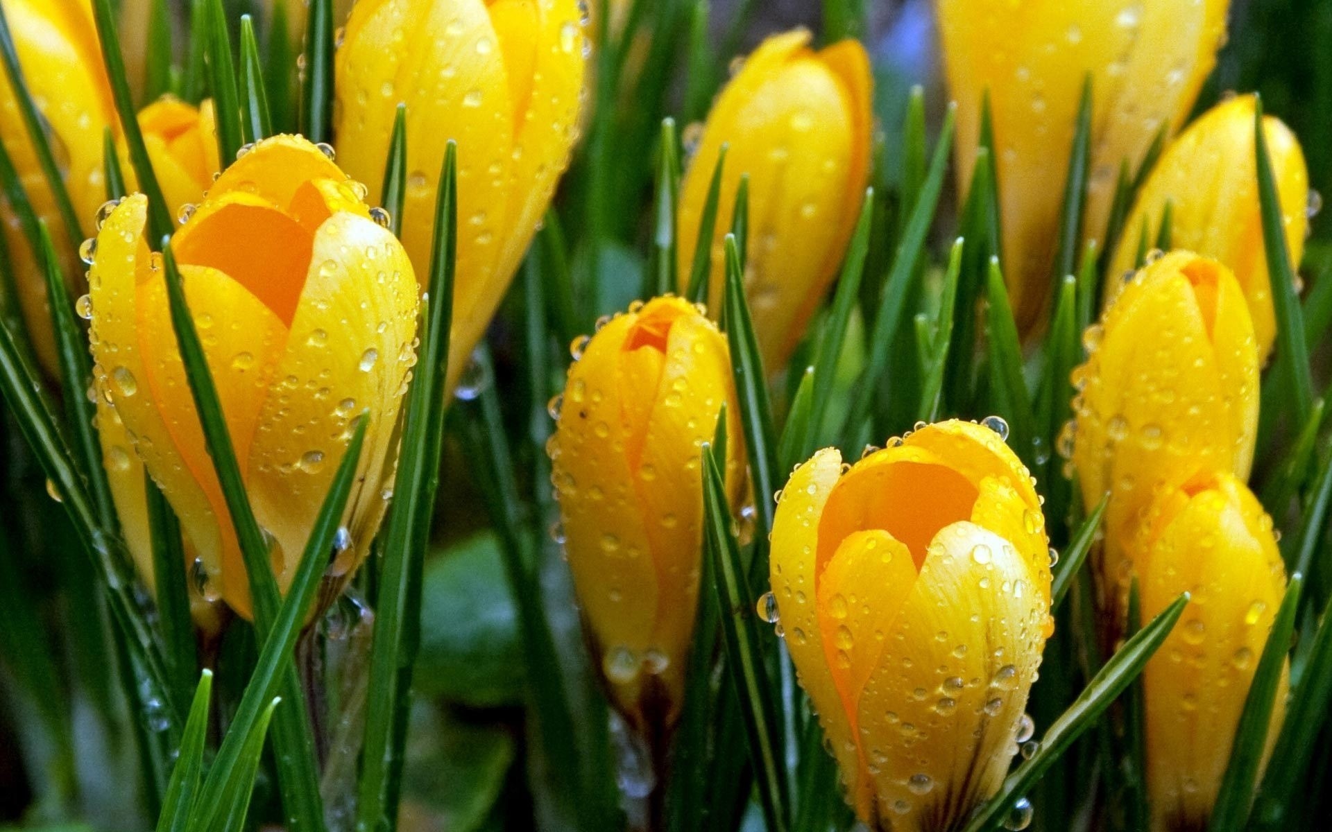 púrpura gotas brotes flores rocío