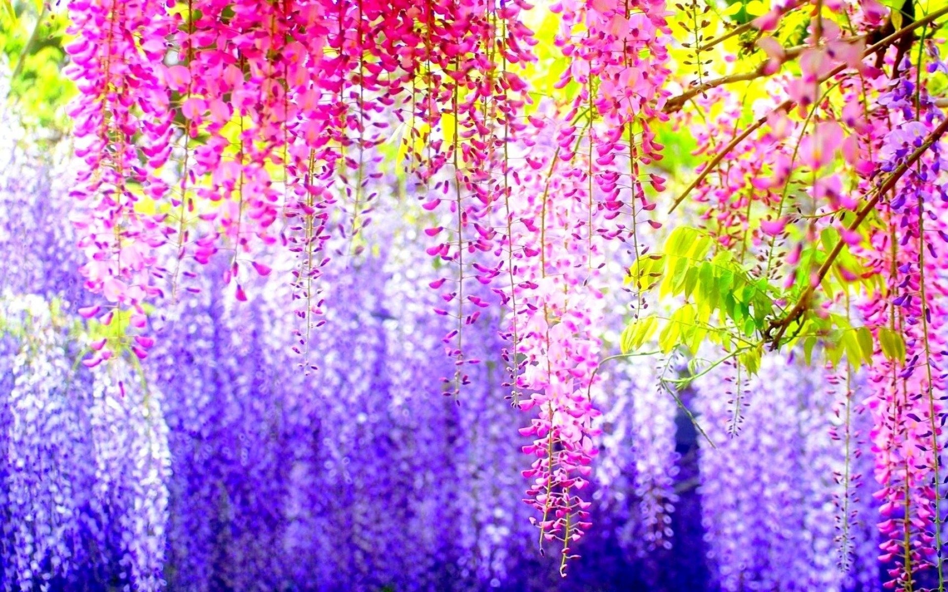 chinese flower spring beautiful glycine flower