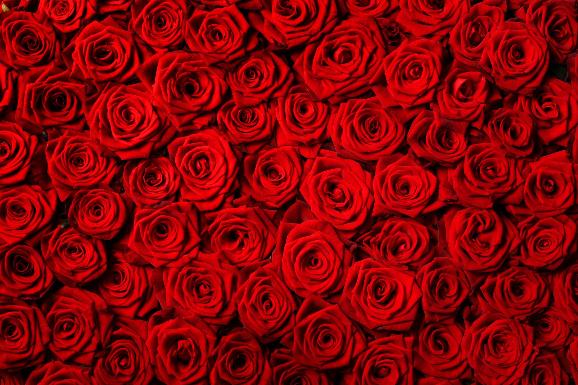 roses rouges fleurs roses