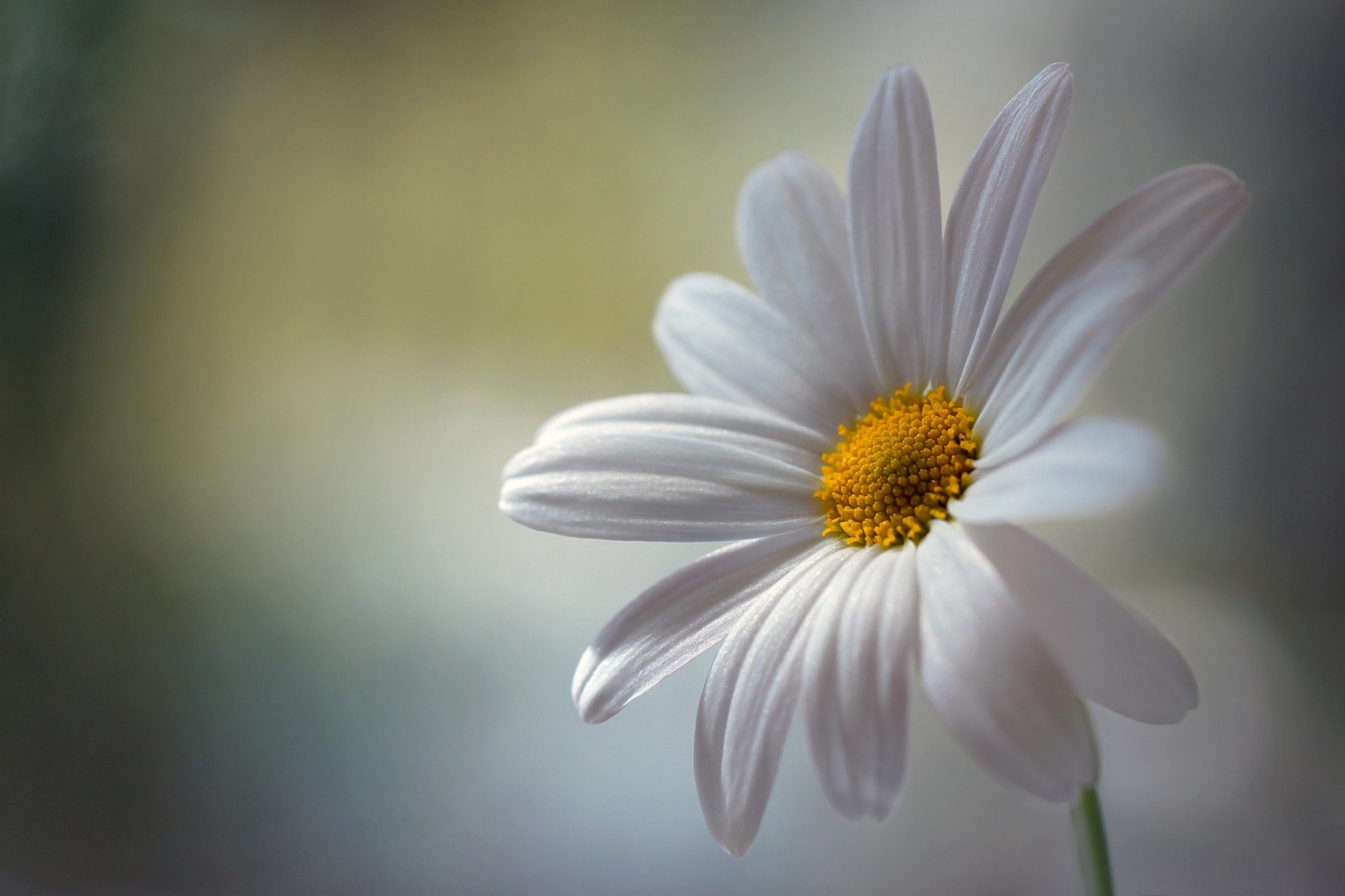 white background daisy