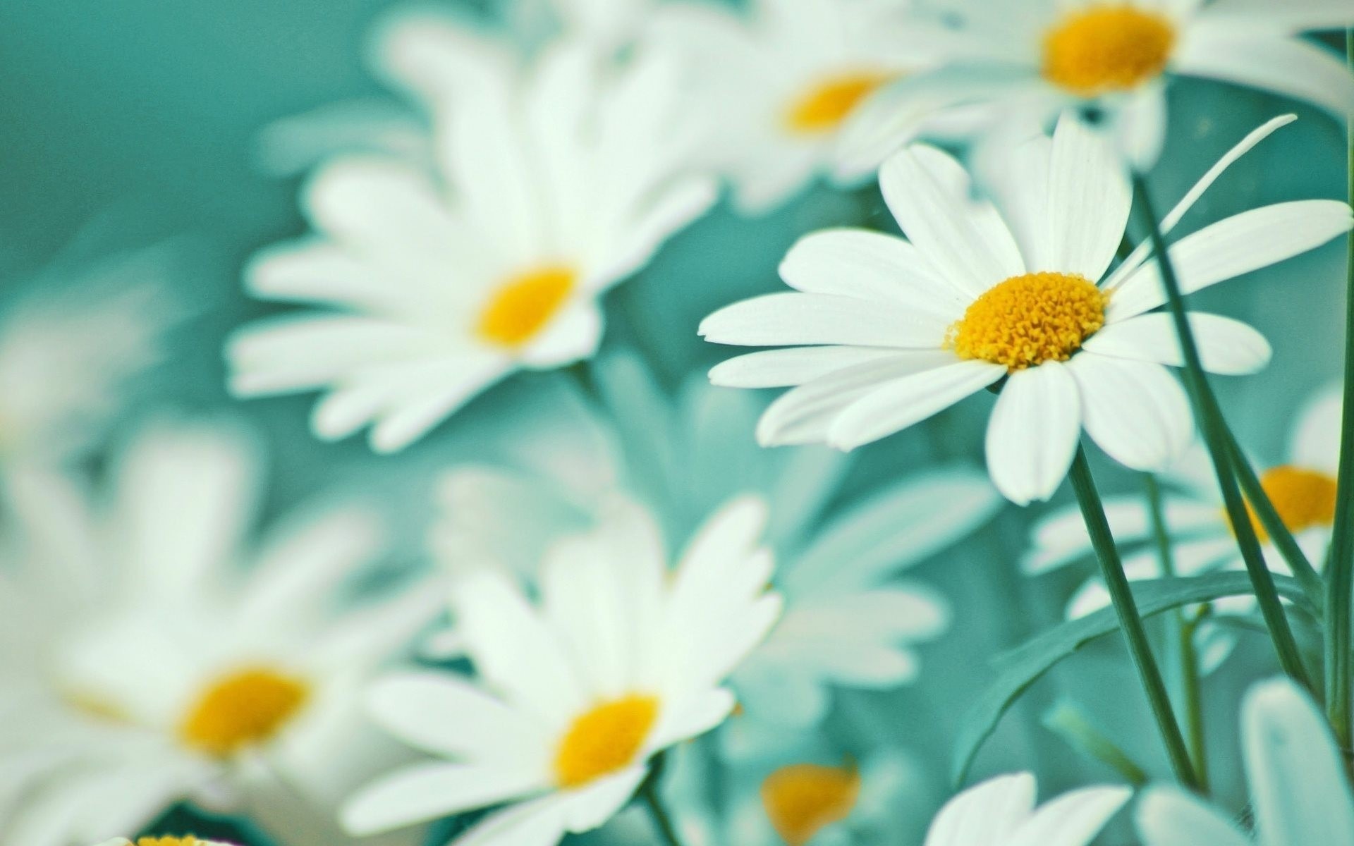 tendresse pétales marguerites fleurs blanc légèreté