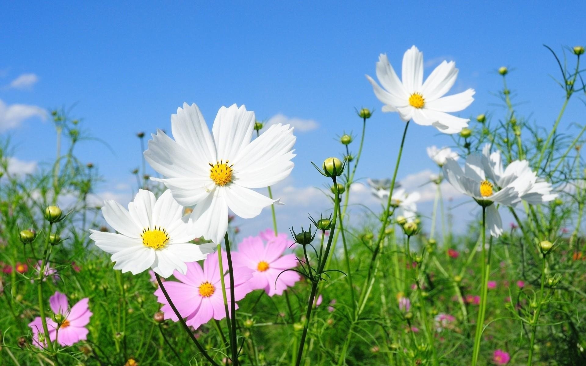 feld raum blumen