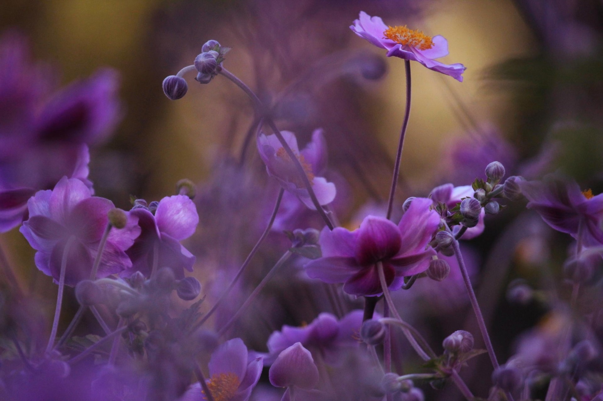 macro bokeh lila flores naturaleza