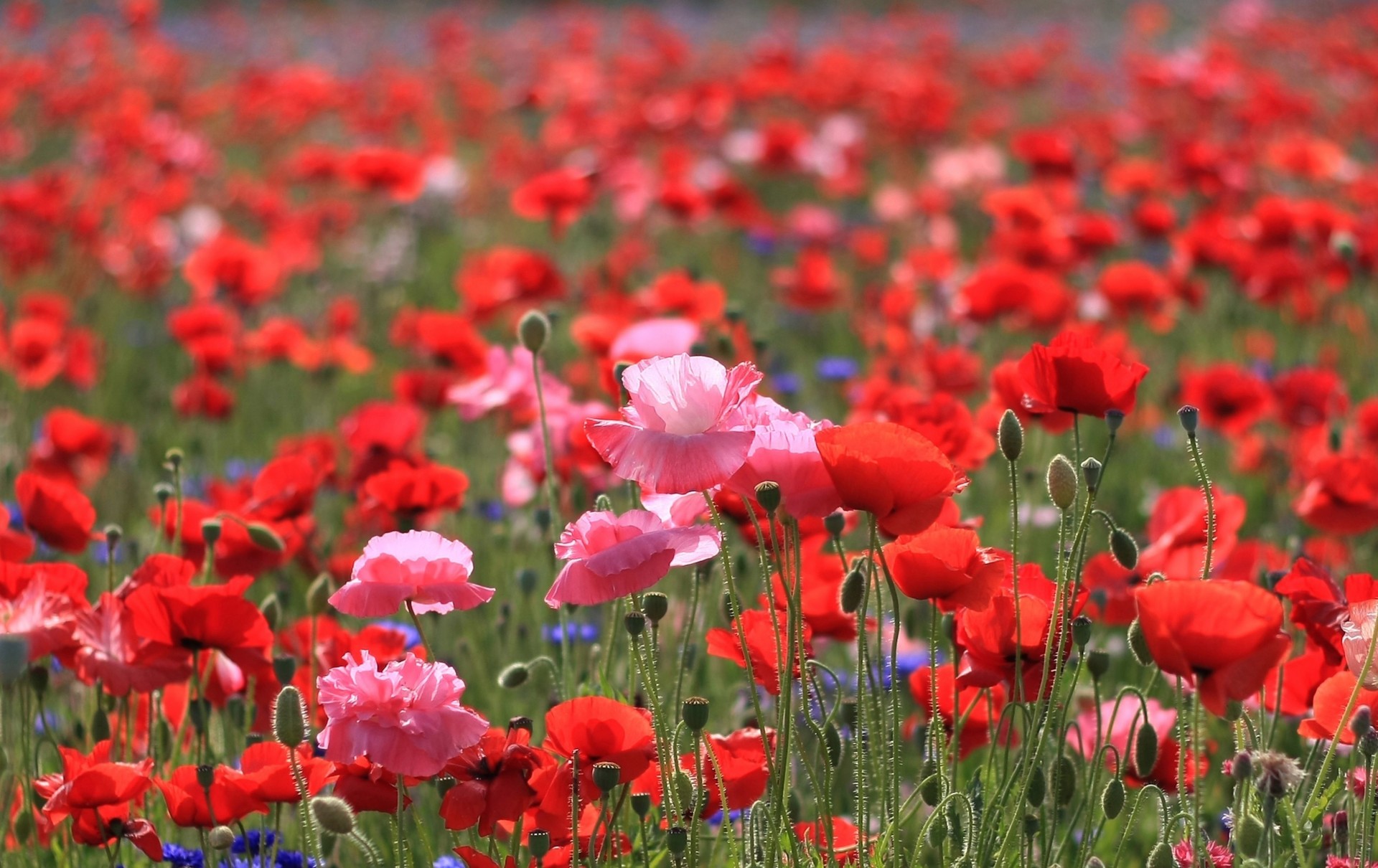 nature été fleurs coquelicots macro photo champ