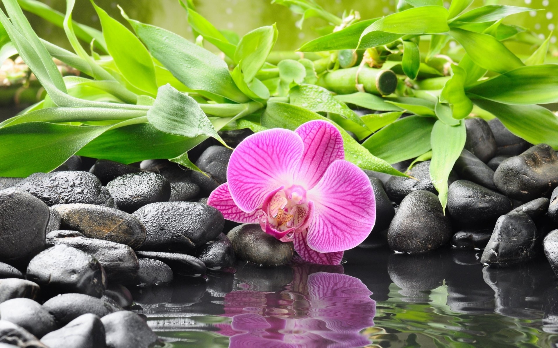 pietre orchidea fiore nero acqua bambù