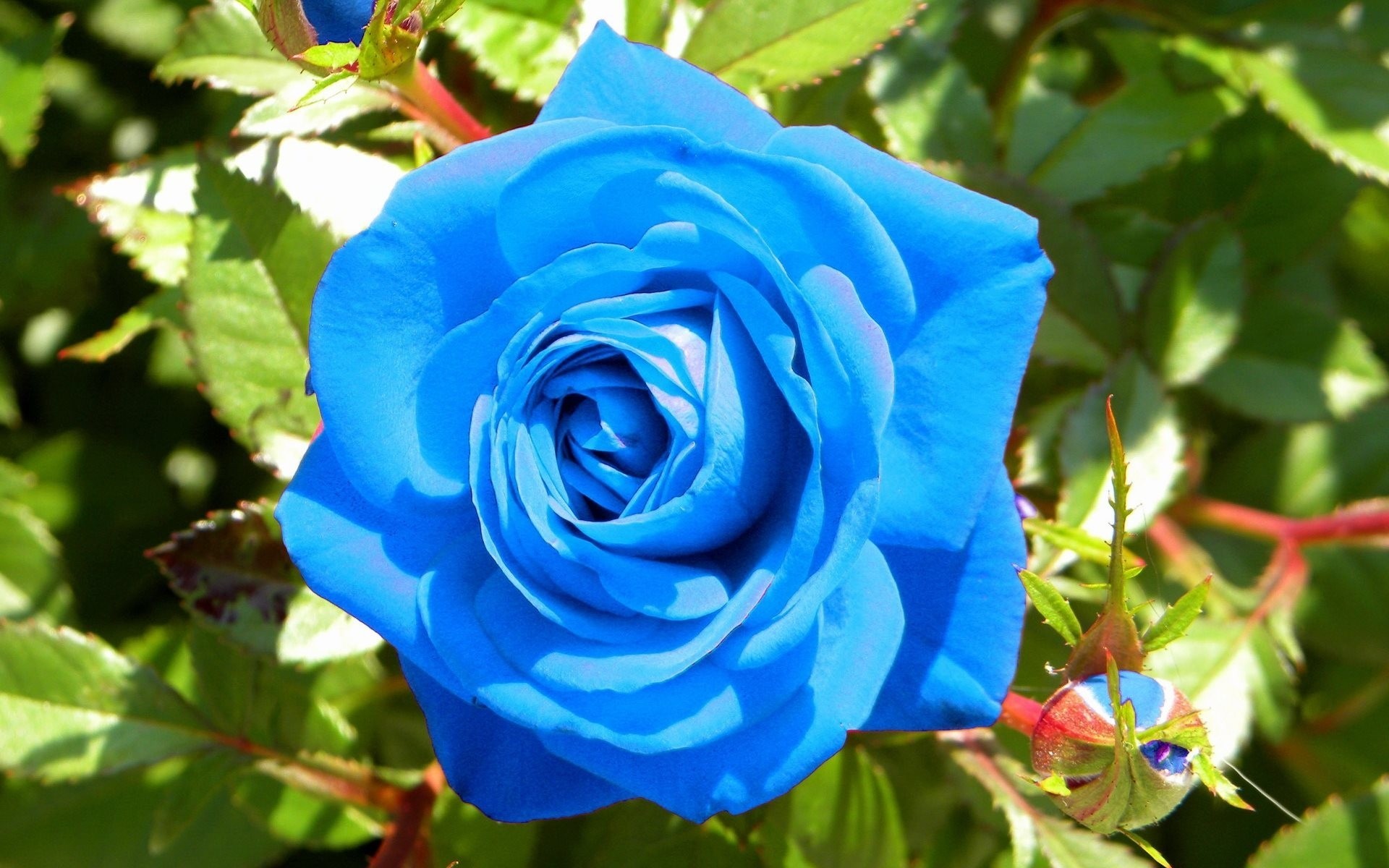 busch blaue rose blumen knospe