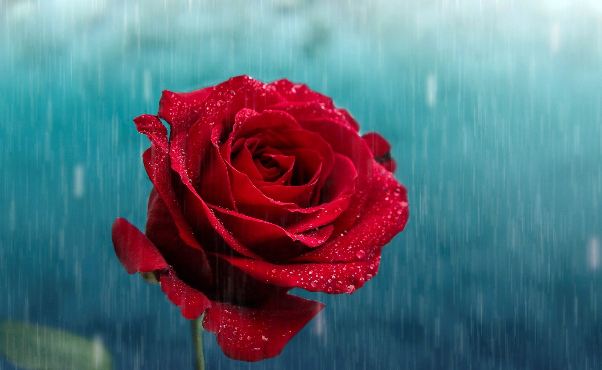 rose flower falls red rain petals bud