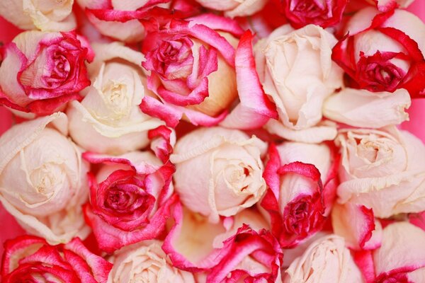 Abundancia de rosas Rosadas favoritas
