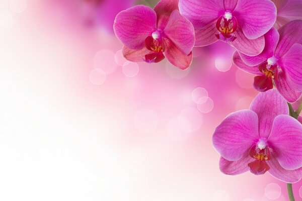 Pink orchids. Flowering plants on the desktop