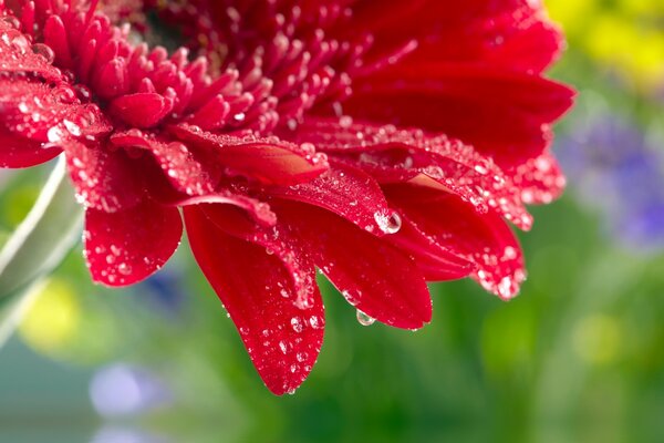 Fleur de gerbera en gouttes de rosée