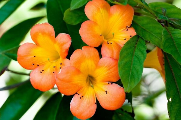 Blumen mit orangefarbenen Blütenblättern und grünen Blättern