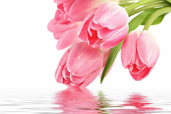 Pink tulips plunge into the water