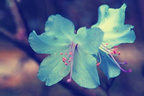 Голубой цветок макро сьемка