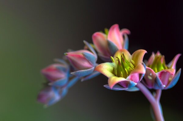 A branch of colored flowers on a dark background