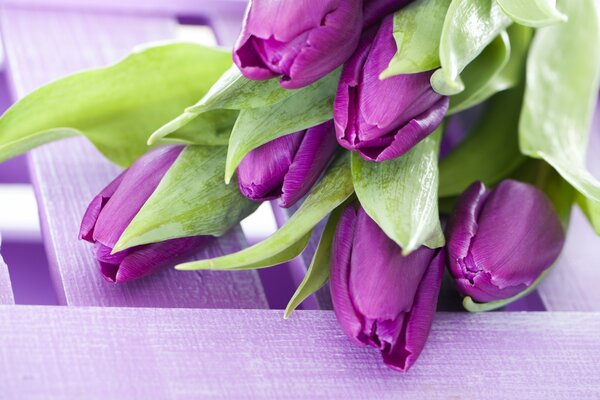 Bouquet de tulipes violettes sur la table