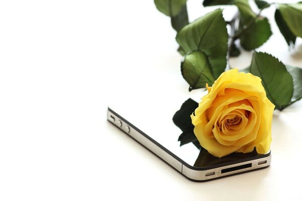 Желтая роза на мобильном телефоне