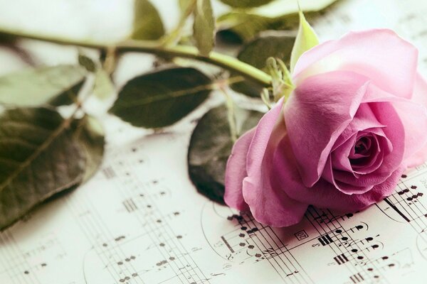 Waiting for wonderful music. Fragrant rose on the sheet music