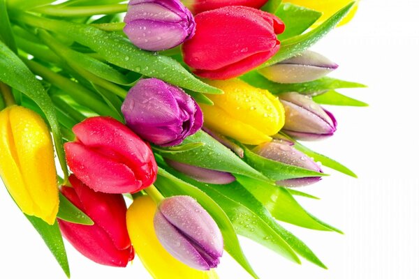 Bouquet de tulipes sur fond blanc