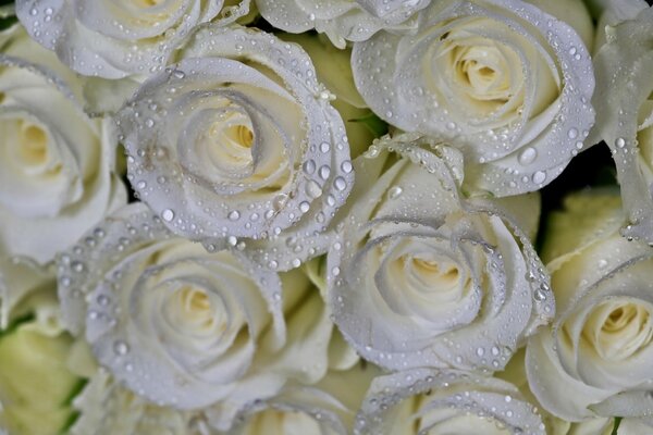 Macro photo of white roses with dew drops