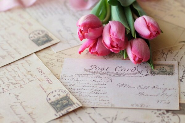 Pink tulips in old letters