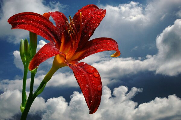 Dew falls from a lily against the sky