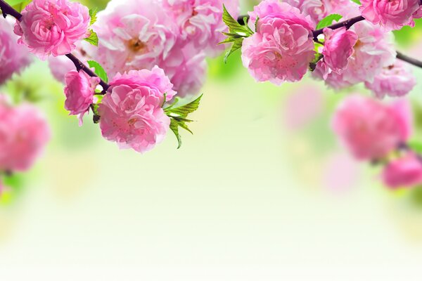 Pink flowers blooming on branches