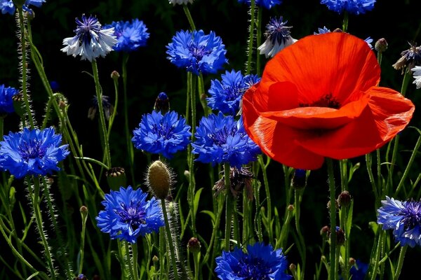 Papavero rosso e fiordaliso blu