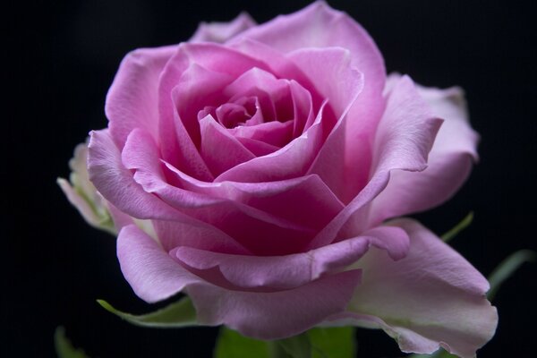 Rosebud of a pink and scarlet rose