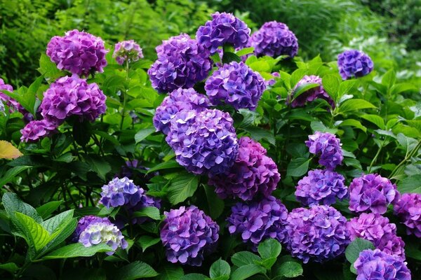 Buisson luxuriant d hortensias violets