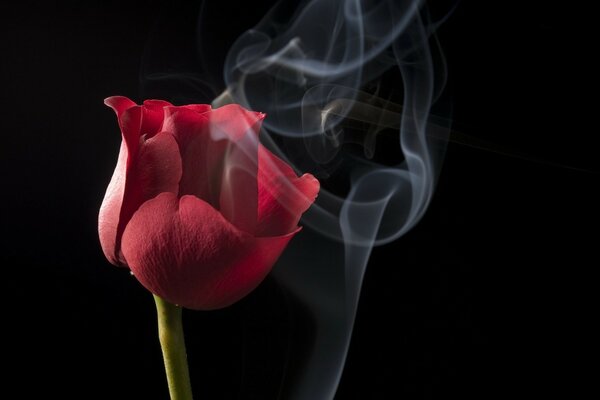 Цветок красного тюльпана в дыму