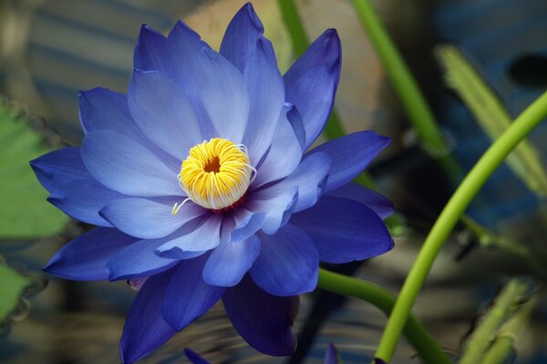 Flor de lirio de agua