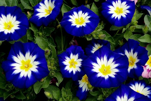 Flores azules con ramo blanco