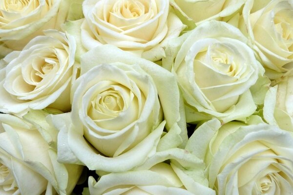 Beau bouquet de roses blanches