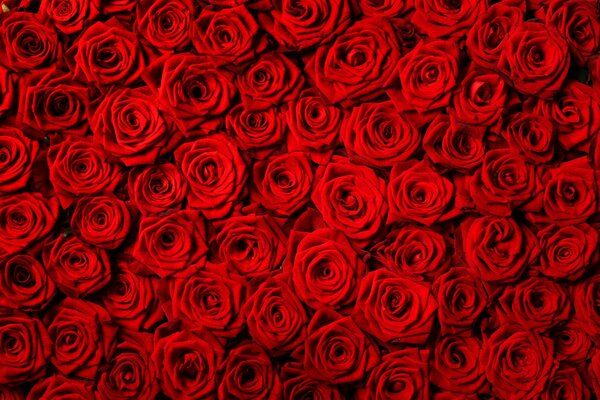 Flowers. Red roses texture