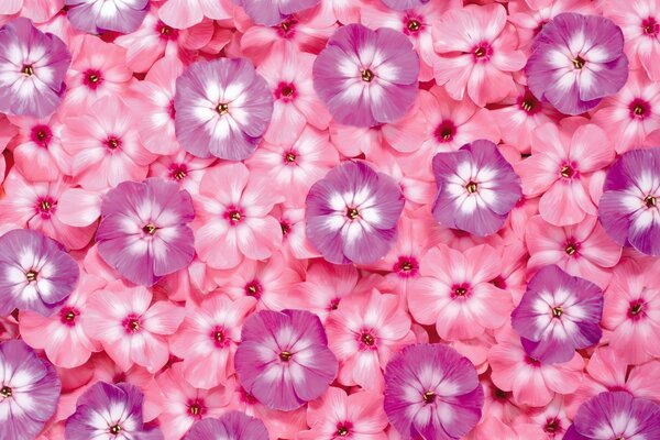 Tappeto di fiori rosa profumati