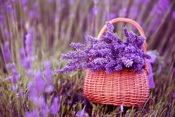 Cesto con lavanda su sfondo di fiori