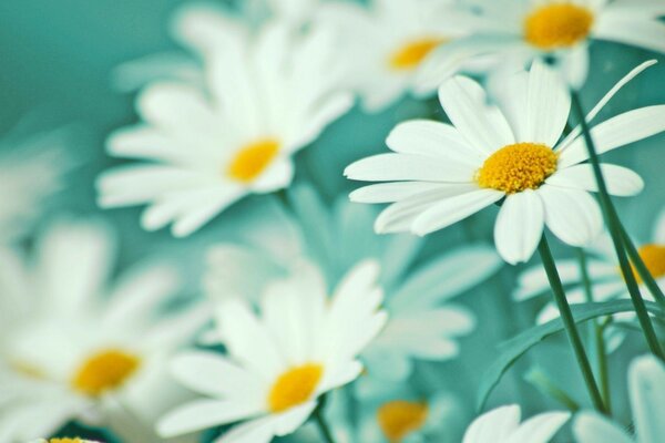 Délicates grandes marguerites blanches