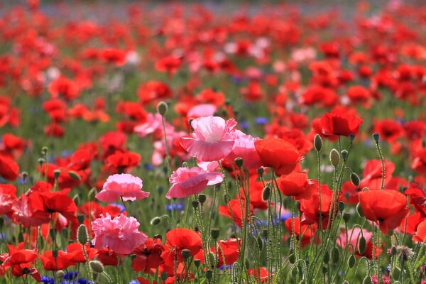 Sommerfeld der roten Mohnblumen