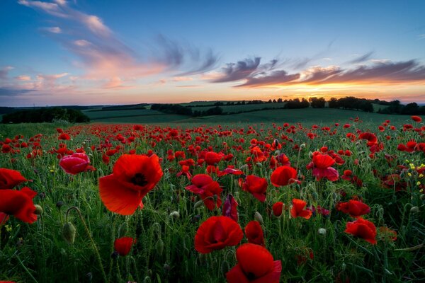 Champ de pavot sous le ciel coucher de soleil