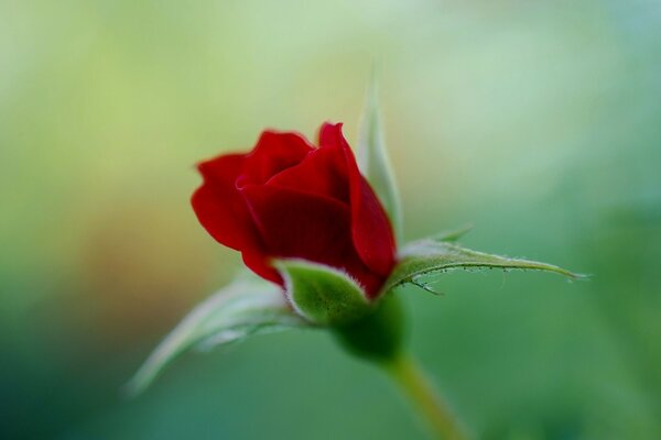 Une Rose Épanouie. Prise de vue macro