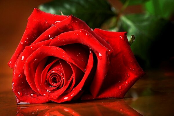 Beau reflet d une rose rouge
