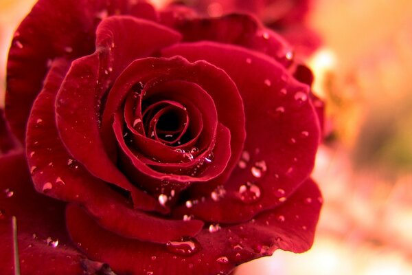 Капли росы крупным планом на красной розе