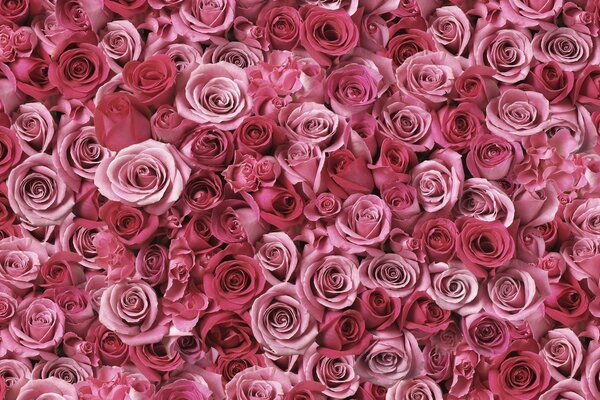Очень много розовых роз