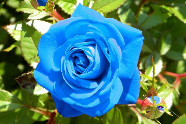 Schöne blaue Rose am Busch