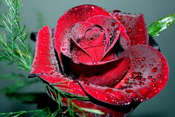 The bud of a beautiful rose with morning dew