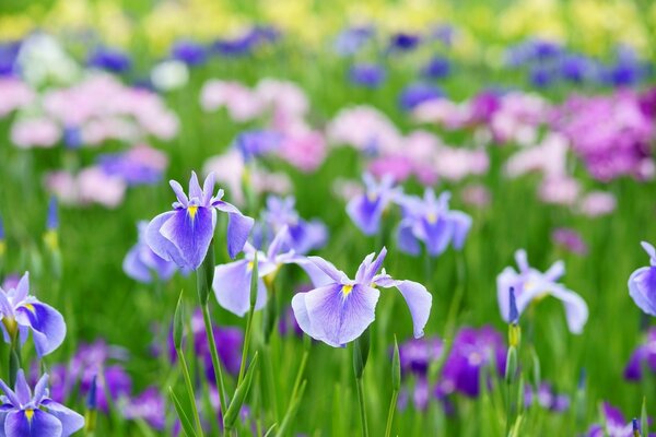 Beautiful irises close-up