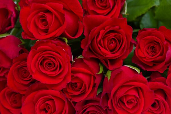 Bouquet juteux de roses rouges