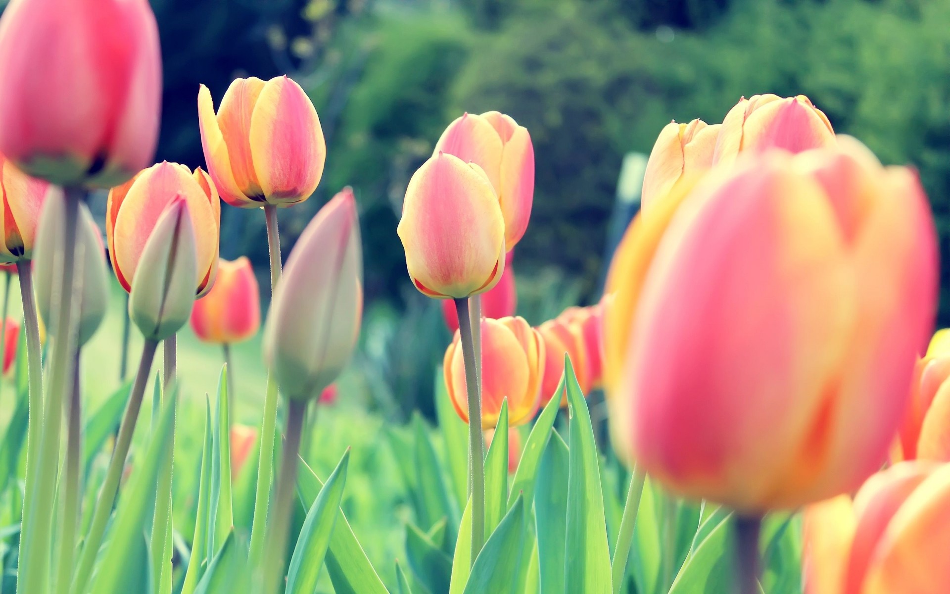 champ bourgeons tulipes